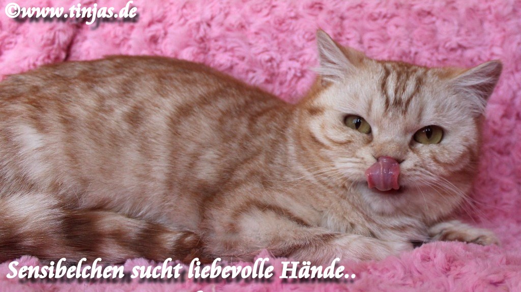 Britisch Kurzhaar Katzenbabys